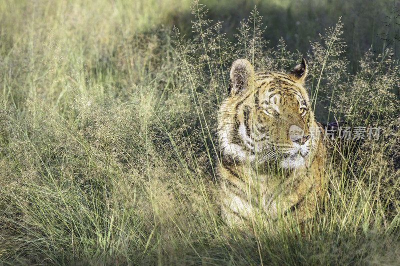 从草丛中抬头的孟加拉虎(Panthera tigris tigris)